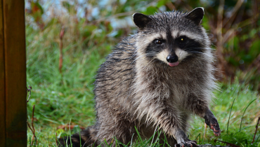 Raccoon outdoors — humane wildlife services