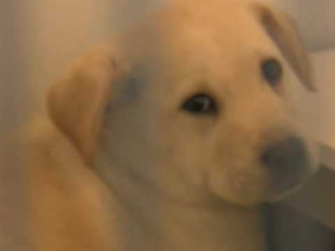 Choose Me by The Song Trust video thumbnail